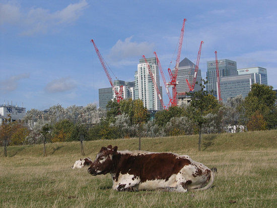 Mudchute Park & Farm